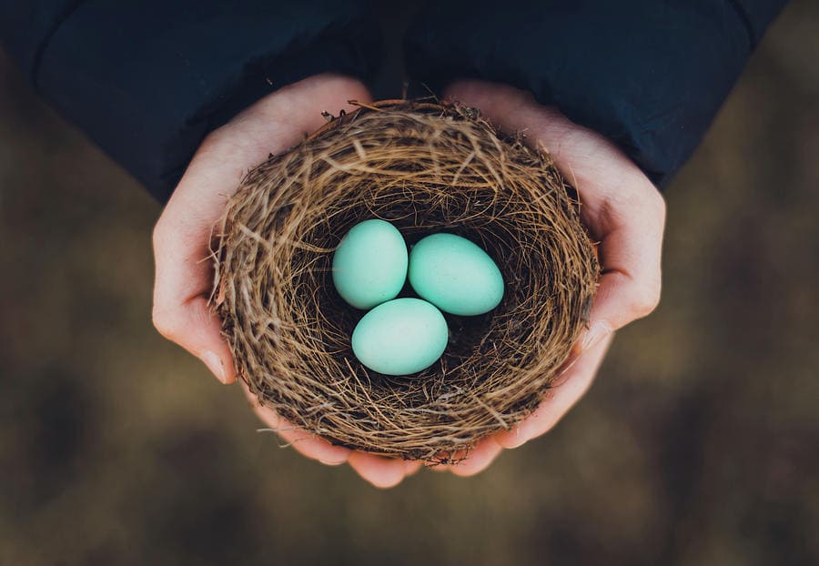 A bird's nest being held by two hands and containing three blue birds eggs.